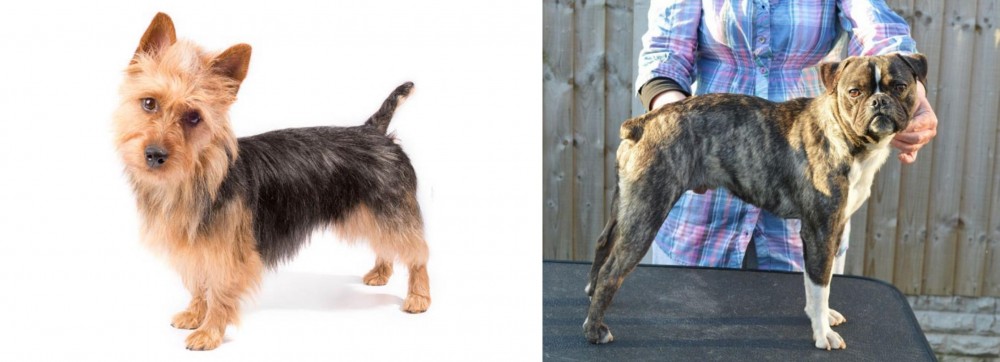 Fruggle vs Australian Terrier - Breed Comparison
