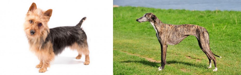 Galgo Espanol vs Australian Terrier - Breed Comparison