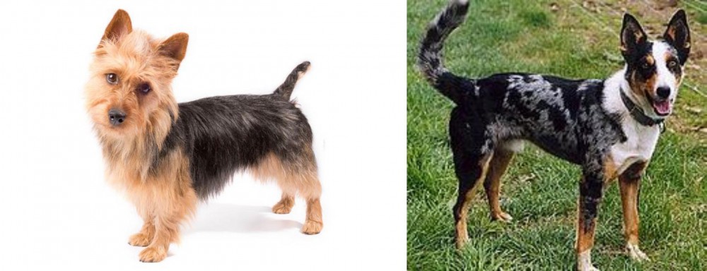 German Coolie vs Australian Terrier - Breed Comparison