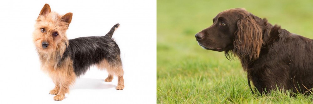 German Longhaired Pointer vs Australian Terrier - Breed Comparison