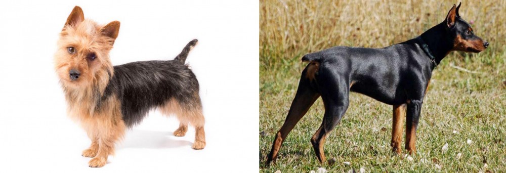 German Pinscher vs Australian Terrier - Breed Comparison