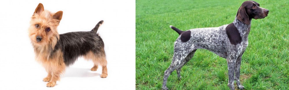 German Shorthaired Pointer vs Australian Terrier - Breed Comparison