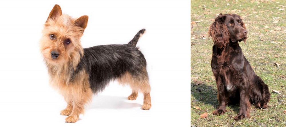 German Spaniel vs Australian Terrier - Breed Comparison