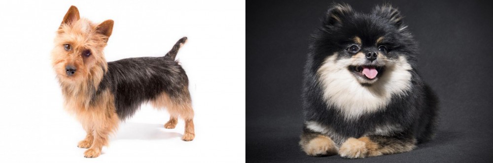 German Spitz (Klein) vs Australian Terrier - Breed Comparison
