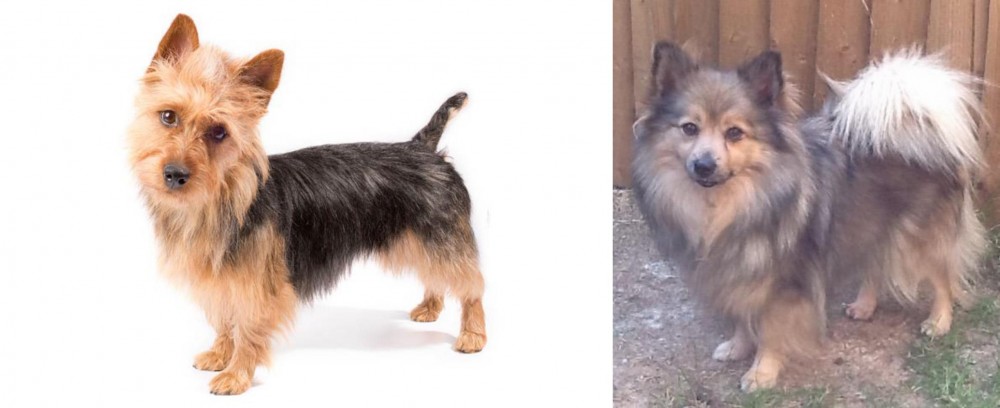 German Spitz (Mittel) vs Australian Terrier - Breed Comparison