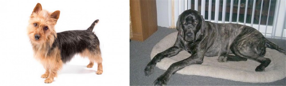 Giant Maso Mastiff vs Australian Terrier - Breed Comparison