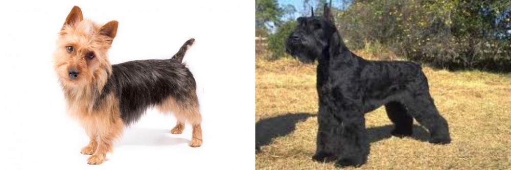 Giant Schnauzer vs Australian Terrier - Breed Comparison