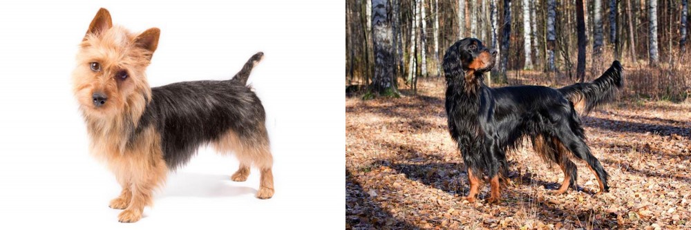 Gordon Setter vs Australian Terrier - Breed Comparison