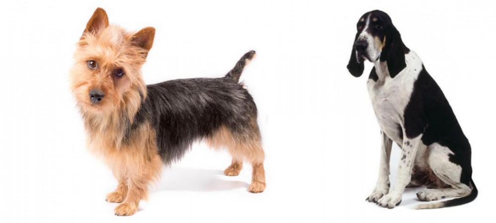 Grand Anglo-Francais Blanc et Noir vs Australian Terrier - Breed Comparison