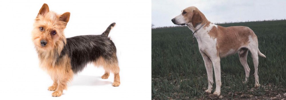 Grand Anglo-Francais Blanc et Orange vs Australian Terrier - Breed Comparison