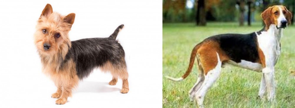 Grand Anglo-Francais Tricolore vs Australian Terrier - Breed Comparison