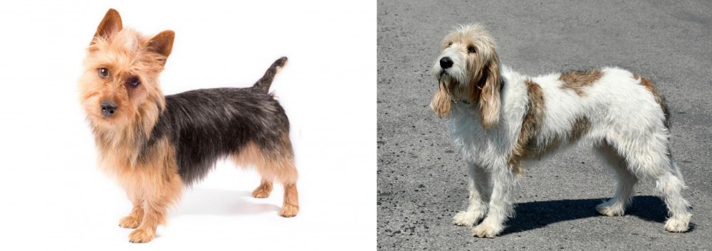 Grand Basset Griffon Vendeen vs Australian Terrier - Breed Comparison