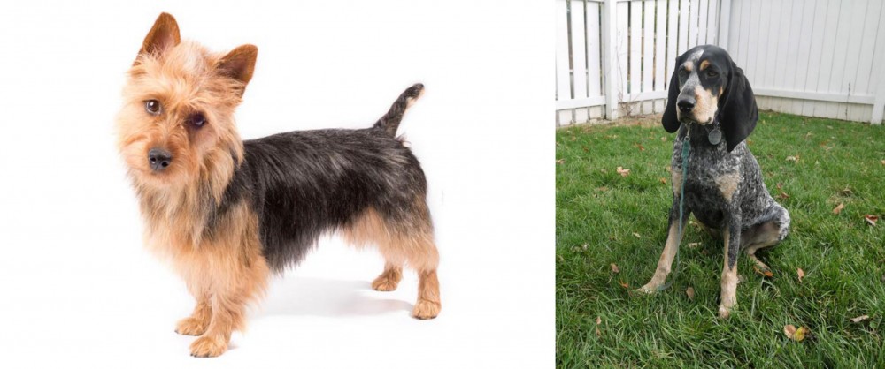 Grand Bleu de Gascogne vs Australian Terrier - Breed Comparison