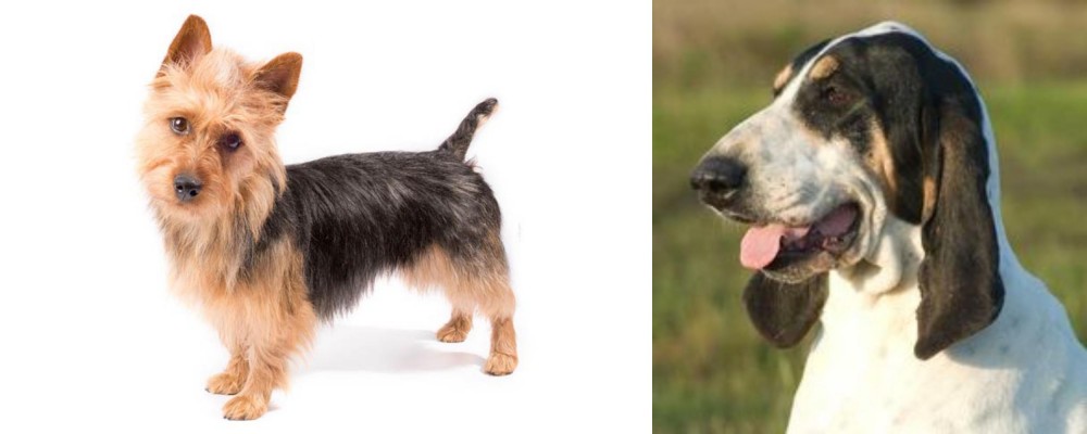 Grand Gascon Saintongeois vs Australian Terrier - Breed Comparison
