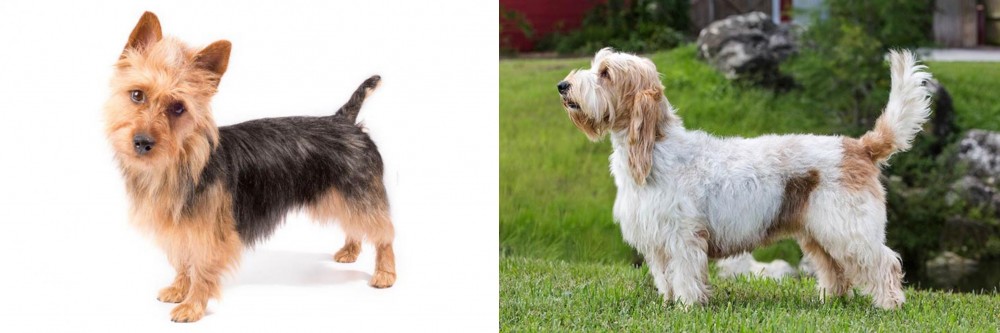 Grand Griffon Vendeen vs Australian Terrier - Breed Comparison