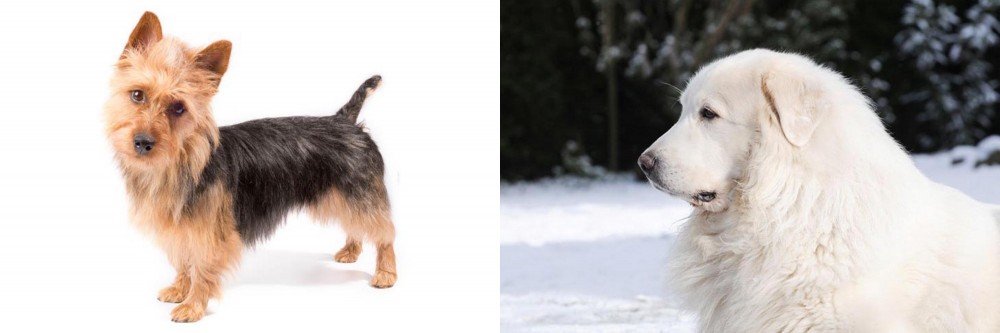 Great Pyrenees vs Australian Terrier - Breed Comparison