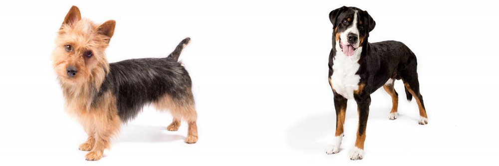 Greater Swiss Mountain Dog vs Australian Terrier - Breed Comparison