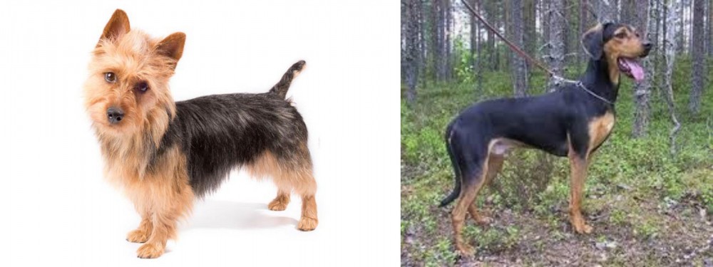 Greek Harehound vs Australian Terrier - Breed Comparison