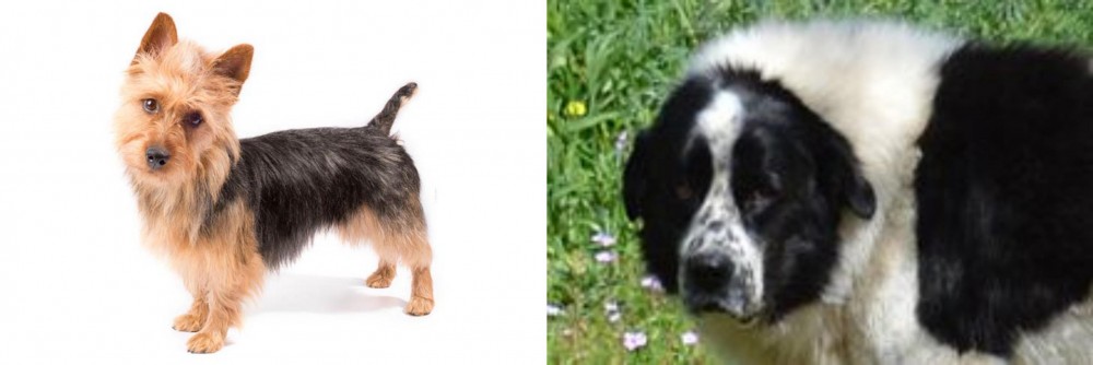 Greek Sheepdog vs Australian Terrier - Breed Comparison