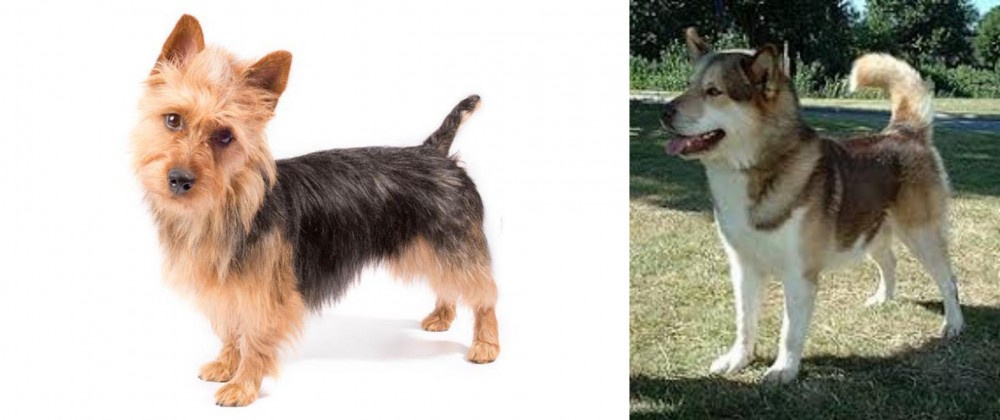 Greenland Dog vs Australian Terrier - Breed Comparison