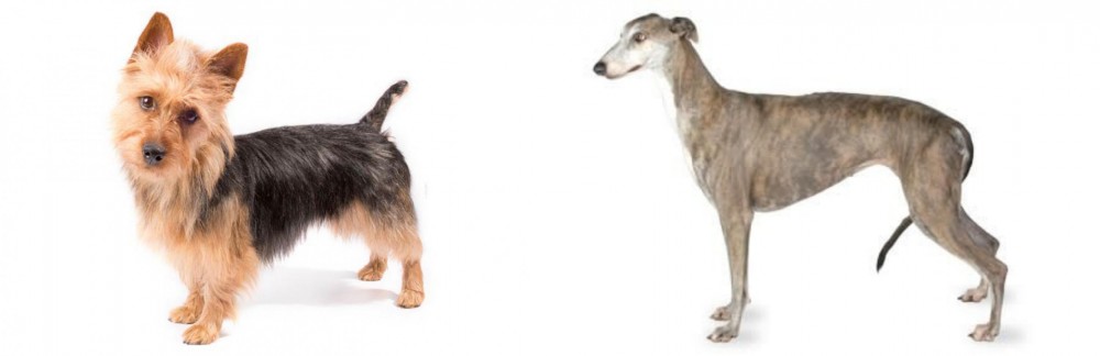 Greyhound vs Australian Terrier - Breed Comparison