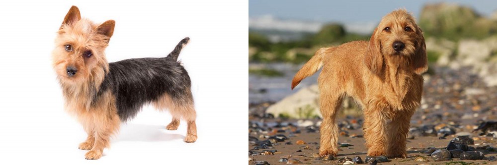 Griffon Fauve de Bretagne vs Australian Terrier - Breed Comparison