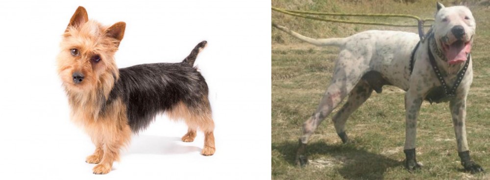 Gull Dong vs Australian Terrier - Breed Comparison