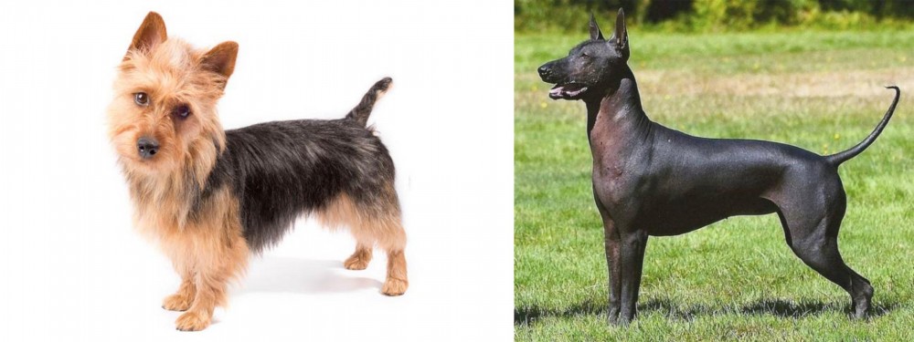 Hairless Khala vs Australian Terrier - Breed Comparison