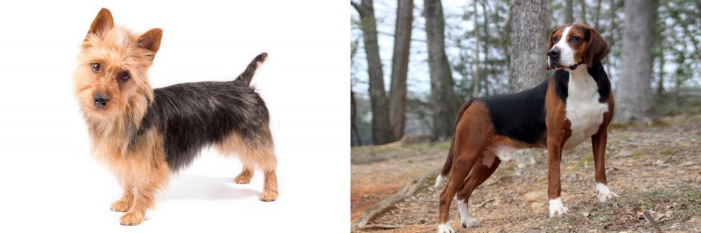 Hamiltonstovare vs Australian Terrier - Breed Comparison