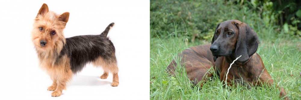 Hanover Hound vs Australian Terrier - Breed Comparison
