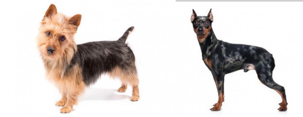 Harlequin Pinscher vs Australian Terrier - Breed Comparison