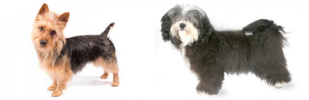 Havanese vs Australian Terrier - Breed Comparison