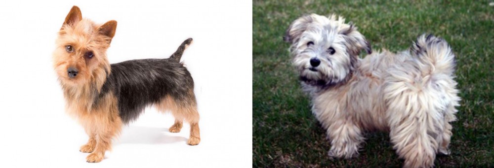 Havapoo vs Australian Terrier - Breed Comparison