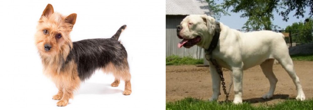 Hermes Bulldogge vs Australian Terrier - Breed Comparison