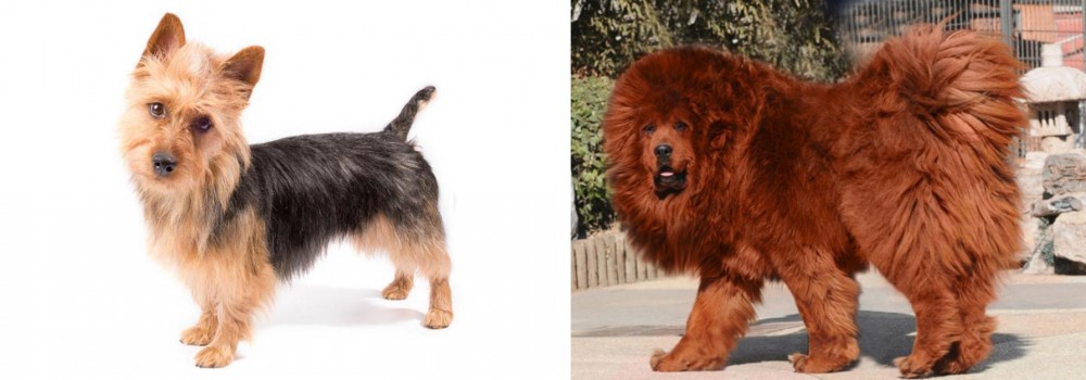 Himalayan Mastiff vs Australian Terrier - Breed Comparison