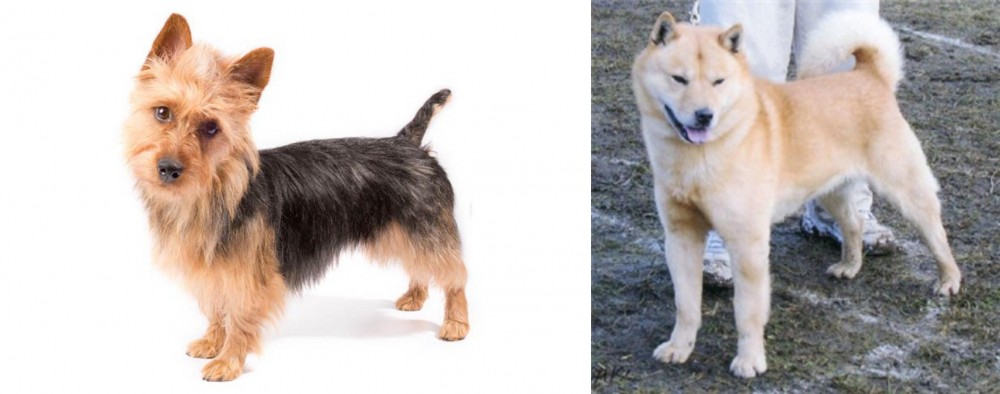 Hokkaido vs Australian Terrier - Breed Comparison