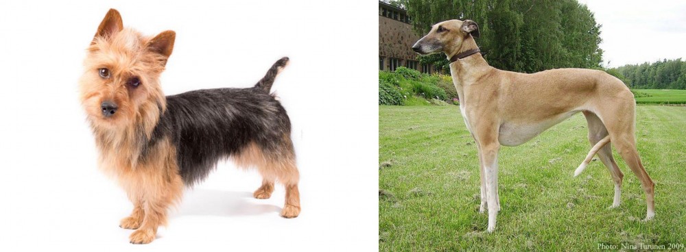 Hortaya Borzaya vs Australian Terrier - Breed Comparison