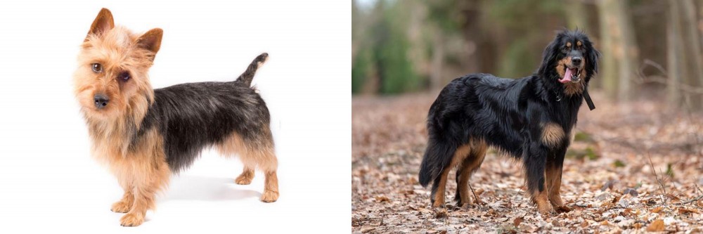 Hovawart vs Australian Terrier - Breed Comparison