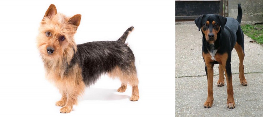 Hungarian Hound vs Australian Terrier - Breed Comparison