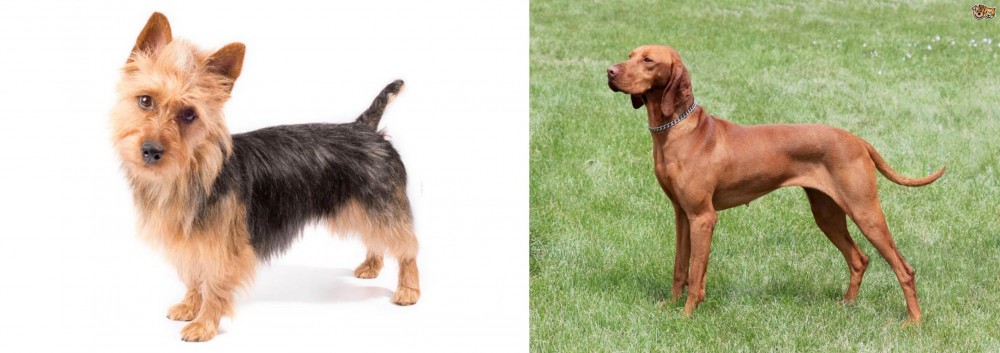Hungarian Vizsla vs Australian Terrier - Breed Comparison