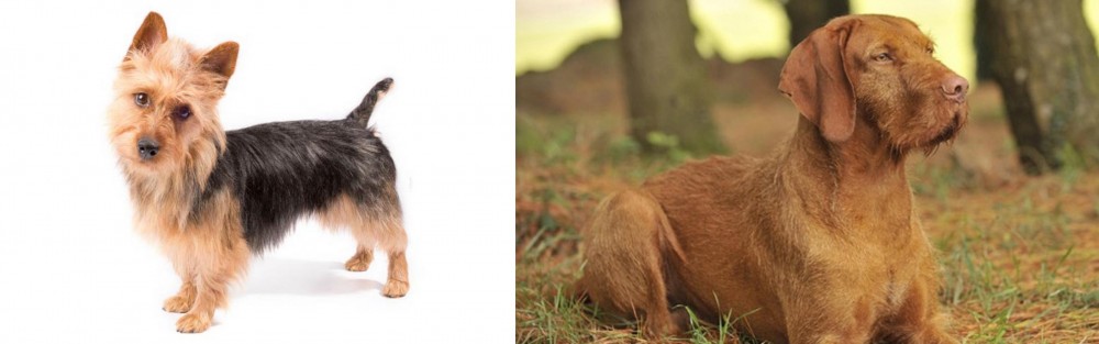Hungarian Wirehaired Vizsla vs Australian Terrier - Breed Comparison