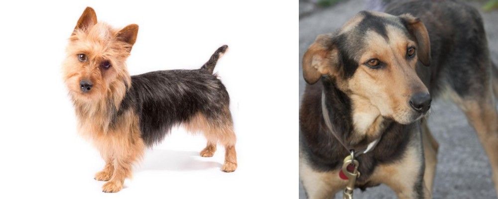 Huntaway vs Australian Terrier - Breed Comparison