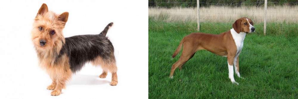 Hygenhund vs Australian Terrier - Breed Comparison