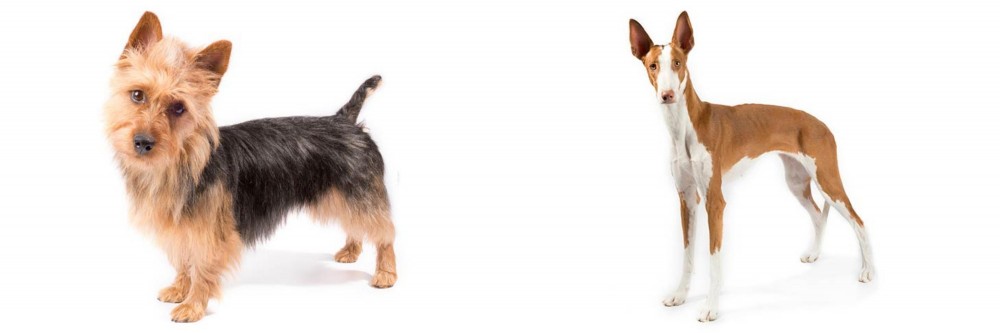 Ibizan Hound vs Australian Terrier - Breed Comparison