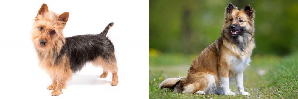 Icelandic Sheepdog vs Australian Terrier - Breed Comparison