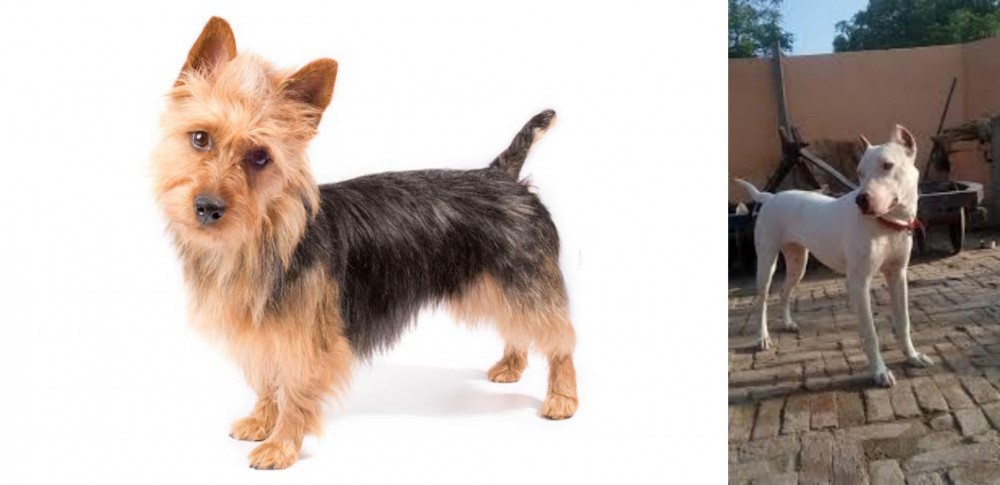 Indian Bull Terrier vs Australian Terrier - Breed Comparison