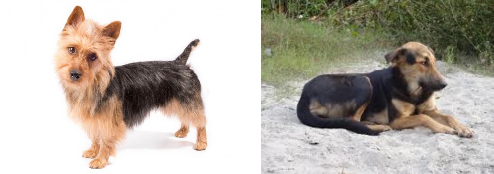 Indian Pariah Dog vs Australian Terrier - Breed Comparison