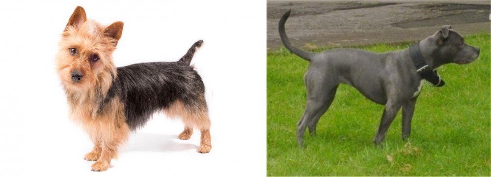 Irish Bull Terrier vs Australian Terrier - Breed Comparison