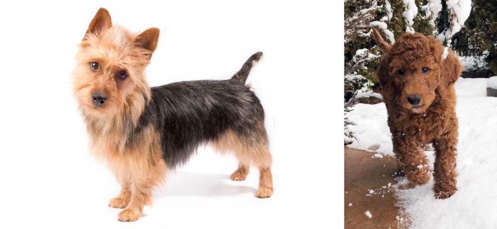 Irish Doodles vs Australian Terrier - Breed Comparison