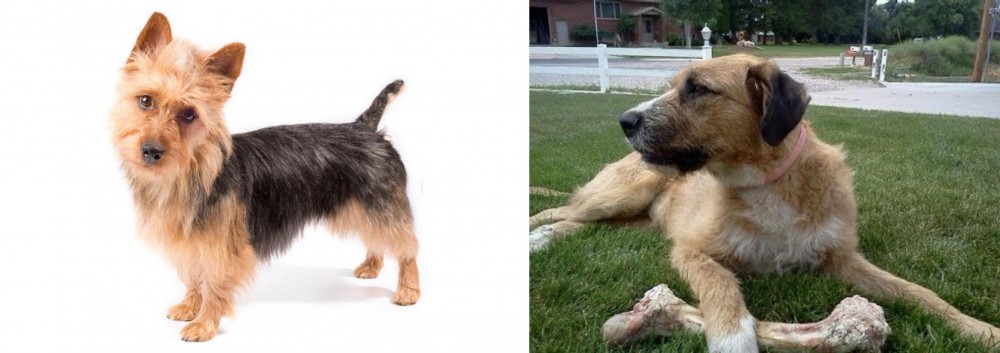 Irish Mastiff Hound vs Australian Terrier - Breed Comparison